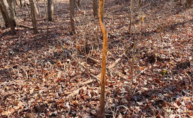 107 Acres Taylors Mill Road, Emporia, VA 23847