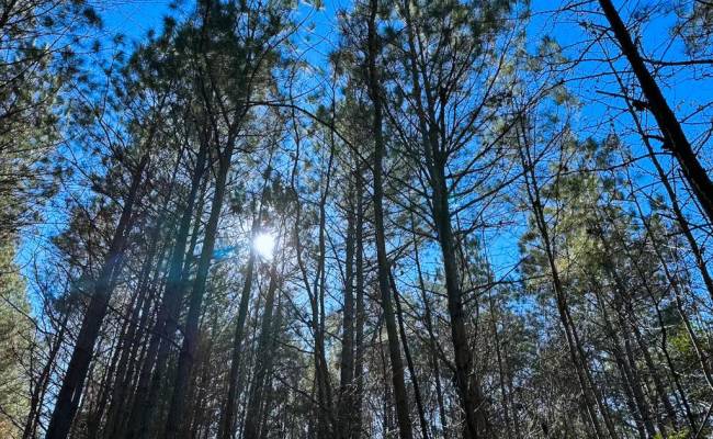 107 Acres Taylors Mill Road, Emporia, VA 23847