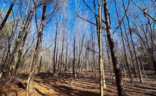 107 Acres Taylors Mill Road, Emporia, VA 23847