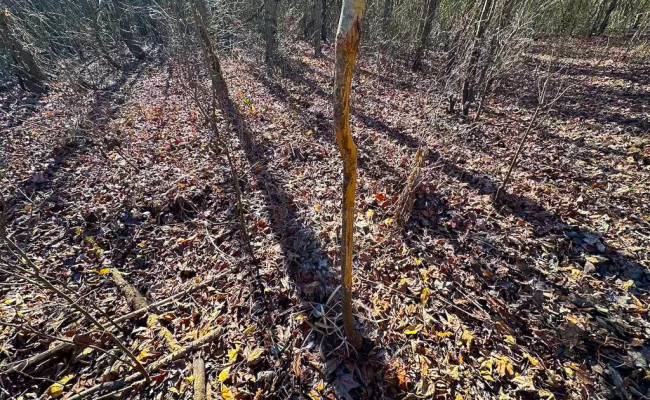 107 Acres Taylors Mill Road, Emporia, VA 23847