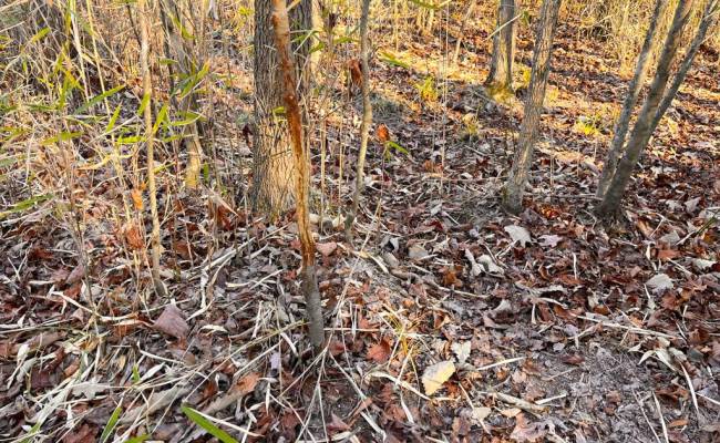 107 Acres Taylors Mill Road, Emporia, VA 23847