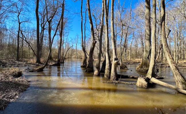 107 Acres Taylors Mill Road, Emporia, VA 23847