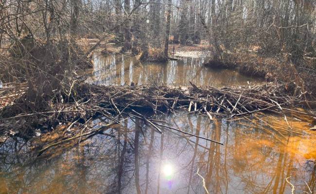 107 Acres Taylors Mill Road, Emporia, VA 23847