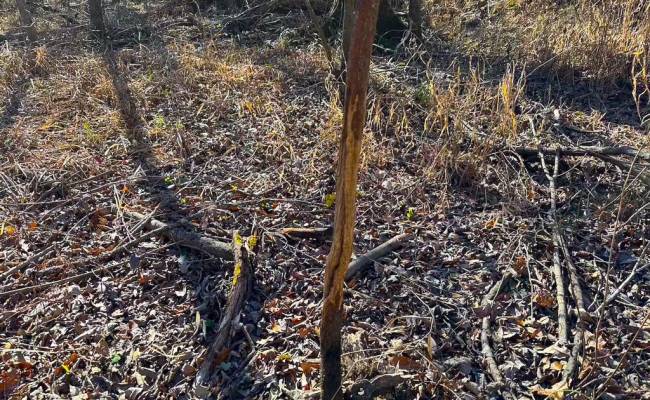 107 Acres Taylors Mill Road, Emporia, VA 23847