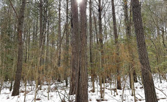 29Ac Moonlight Road, Greensville County, VA 23847