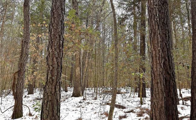 29Ac Moonlight Road, Greensville County, VA 23847