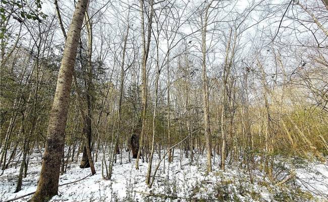 29Ac Moonlight Road, Greensville County, VA 23847