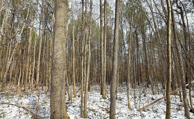 29Ac Moonlight Road, Greensville County, VA 23847