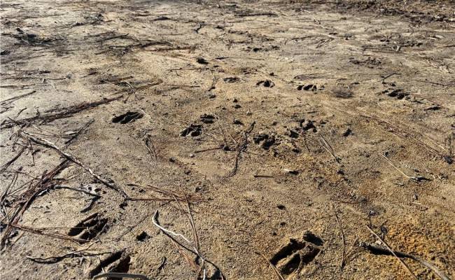 31.5ac Courthouse Road, Sussex County, VA 23890