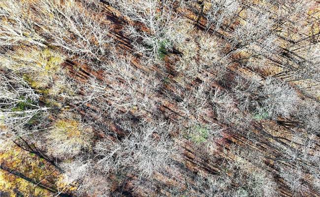 31.5ac Courthouse Road, Sussex County, VA 23890