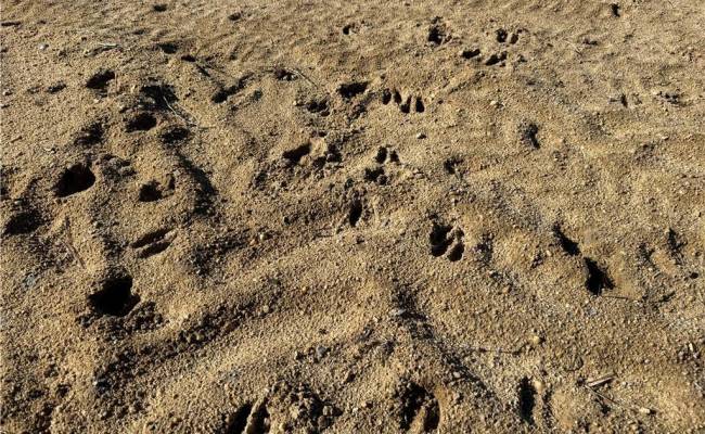 31.5ac Courthouse Road, Sussex County, VA 23890