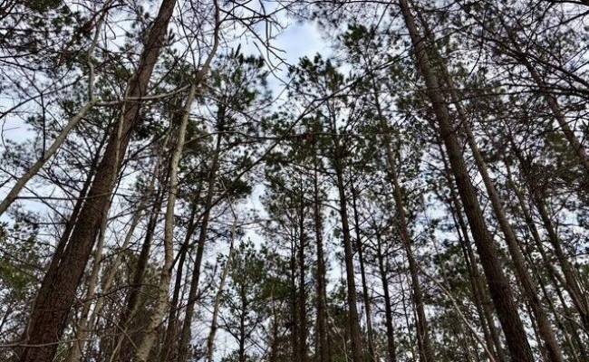108 AC New & Seacock Chapel Road, Southampton County, VA 23866 photo 13
