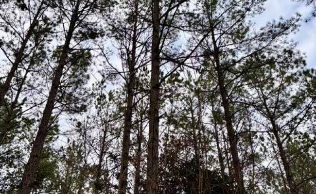 108 AC New & Seacock Chapel Road, Southampton County, VA 23866 photo 14