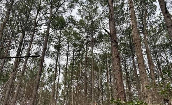 108 AC New & Seacock Chapel Road, Southampton County, VA 23866 photo 15