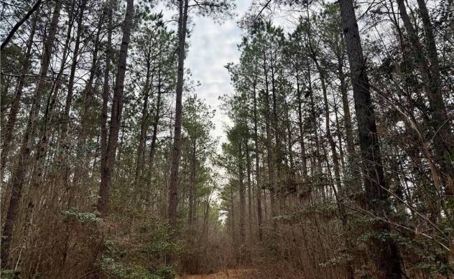 108 AC New & Seacock Chapel Road, Southampton County, VA 23866 photo 17