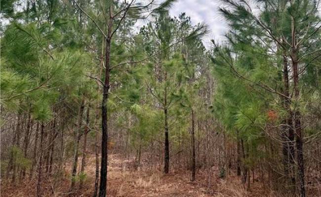 108 AC New & Seacock Chapel Road, Southampton County, VA 23866 photo 18