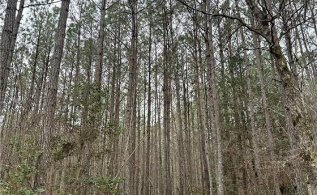 108 AC New & Seacock Chapel Road, Southampton County, VA 23866 photo 20