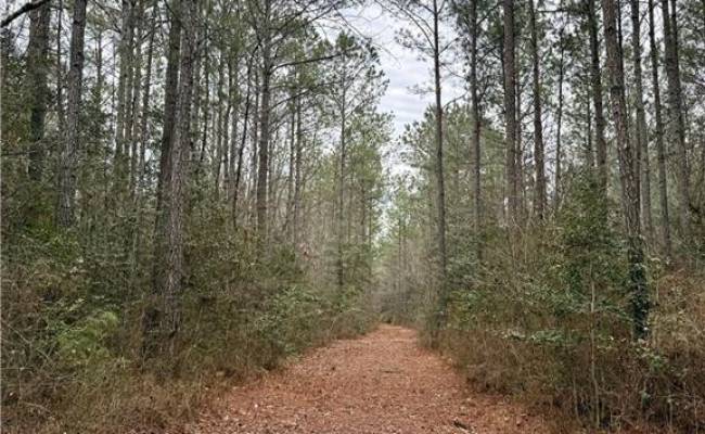 108 AC New & Seacock Chapel Road, Southampton County, VA 23866 photo 23
