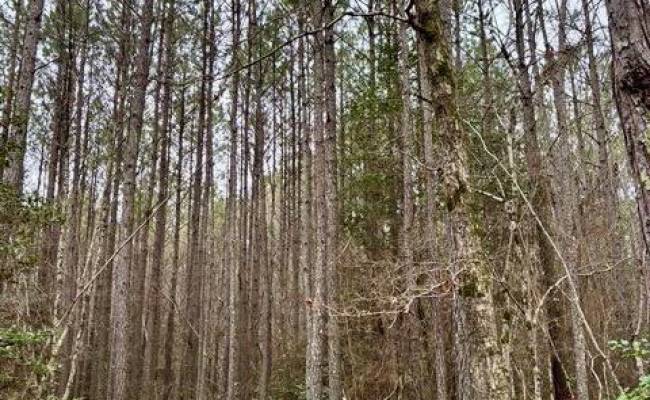 108 AC New & Seacock Chapel Road, Southampton County, VA 23866 photo 33