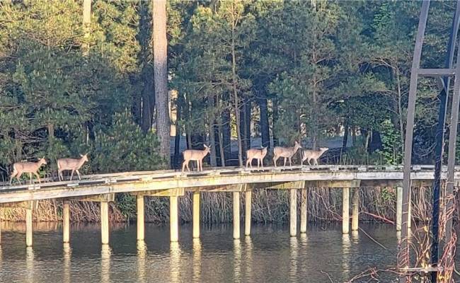 LOT 53 HERON POINTE Drive, Northampton County, VA 23310