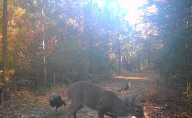 Lot 6 Fox Chase Drive, Surry County, VA 23839