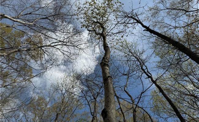 4.51AC Hog Island Road, Surry County, VA 23883