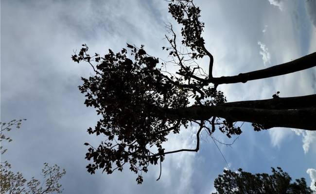 4.51AC Hog Island Road, Surry County, VA 23883