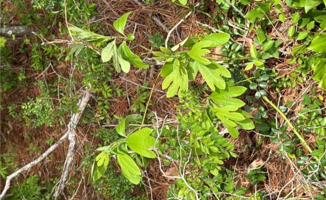 4.51AC Hog Island Road, Surry County, VA 23883
