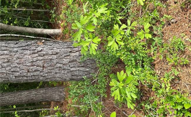 4.51AC Hog Island Road, Surry County, VA 23883