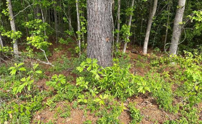 4.51AC Hog Island Road, Surry County, VA 23883
