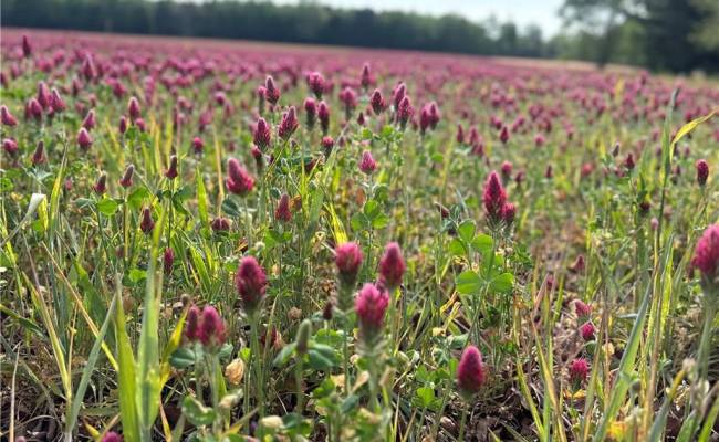 21AC Murphy Mill Road, Isle of Wight County, VA 23487