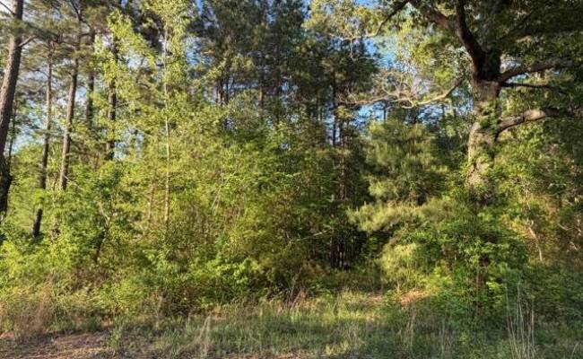 2.41AC Carrsville Highway, Isle of Wight County, VA 23315 photo 5