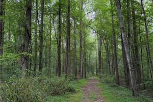 Lot 18 Binford Street, Chesapeake, VA 23322
