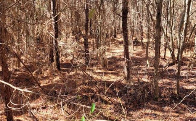 801 Brick Yard Road, Greensville County, VA 23847 photo 4