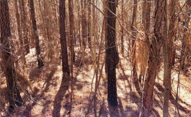 801 Brick Yard Road, Greensville County, VA 23847 photo 5