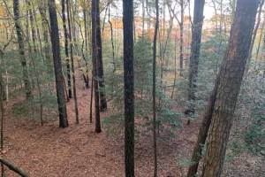 10+AC Groton Tract A Woods , Accomack County, VA 23417