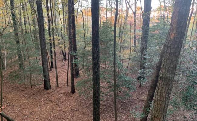 10+AC Groton Tract A Woods , Accomack County, VA 23417