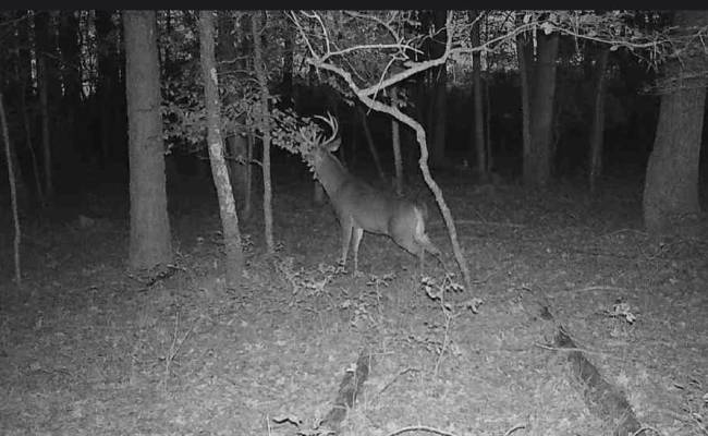10+AC Groton Tract A Woods , Accomack County, VA 23417