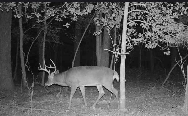 10+AC Groton Tract A Woods , Accomack County, VA 23417