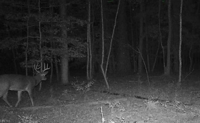 10+AC Groton Tract A Woods , Accomack County, VA 23417