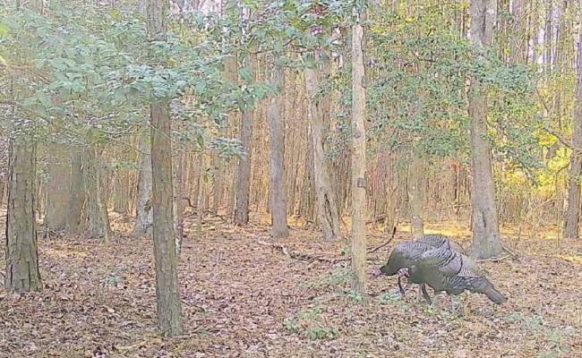 10+AC Groton Tract A Woods , Accomack County, VA 23417