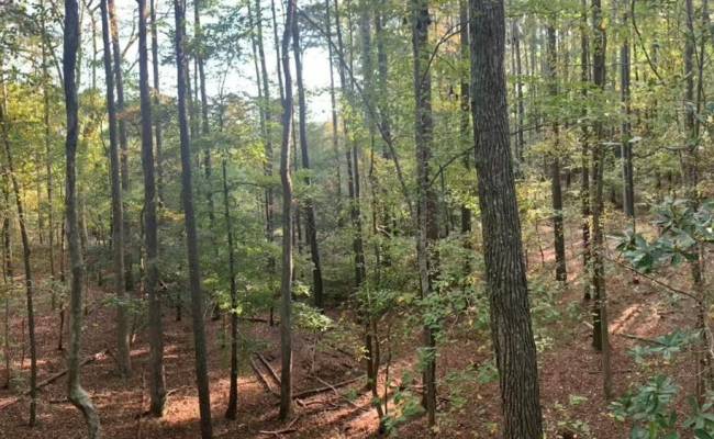10+AC Groton Tract A Woods , Accomack County, VA 23417