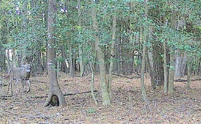10+AC Groton Tract A Woods , Accomack County, VA 23417