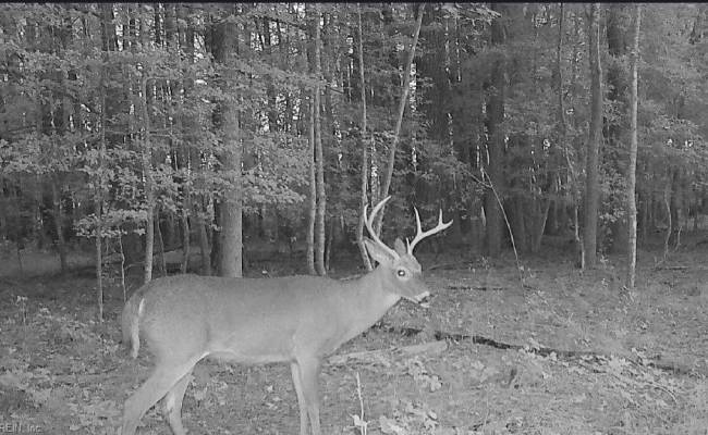 10+AC Groton Tract A Woods , Accomack County, VA 23417