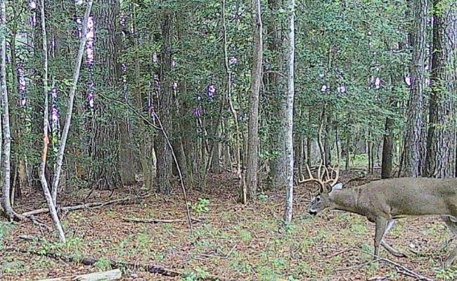 10+AC Groton Tract A Woods , Accomack County, VA 23417
