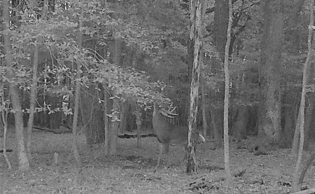 10+AC Groton Tract A Woods , Accomack County, VA 23417