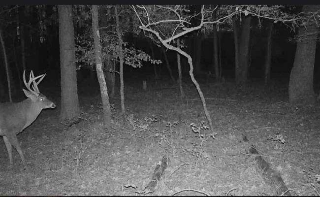 10+AC Groton Tract A Woods , Accomack County, VA 23417