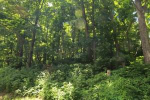 270 Timber Camp Drive, Nelson County, VA 22967