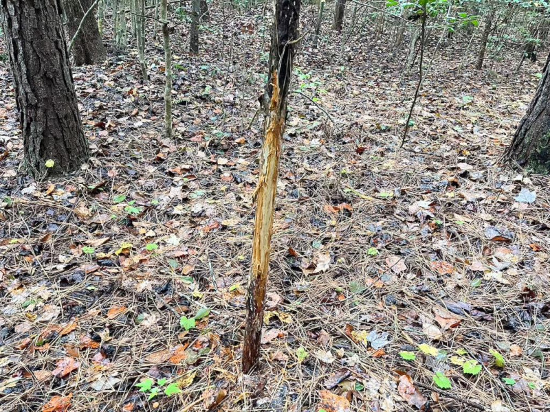 Photo 11 of 42 land for sale in Dinwiddie County virginia Photo 11 of 42 land for sale in Dinwiddie County virginia