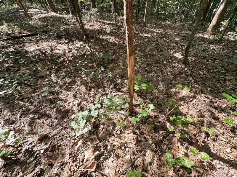 Photo 18 of 42 land for sale in Dinwiddie County virginia Photo 18 of 42 land for sale in Dinwiddie County virginia
